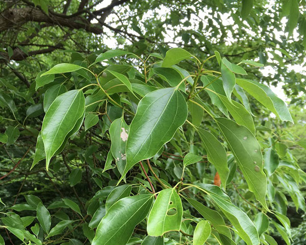 和精油　wacca（わっか）　エッセンシャルオイル　ホウショウ（芳樟）