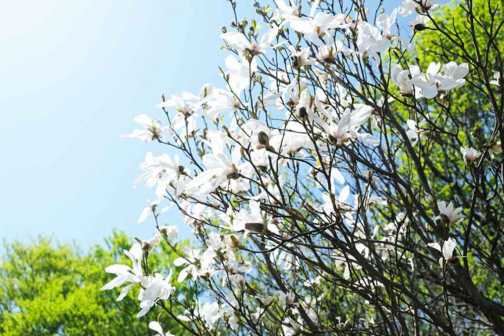 ニオイコブシの花