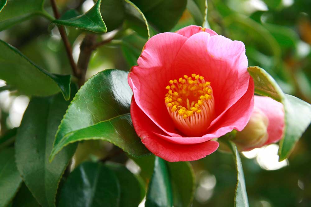 椿の花