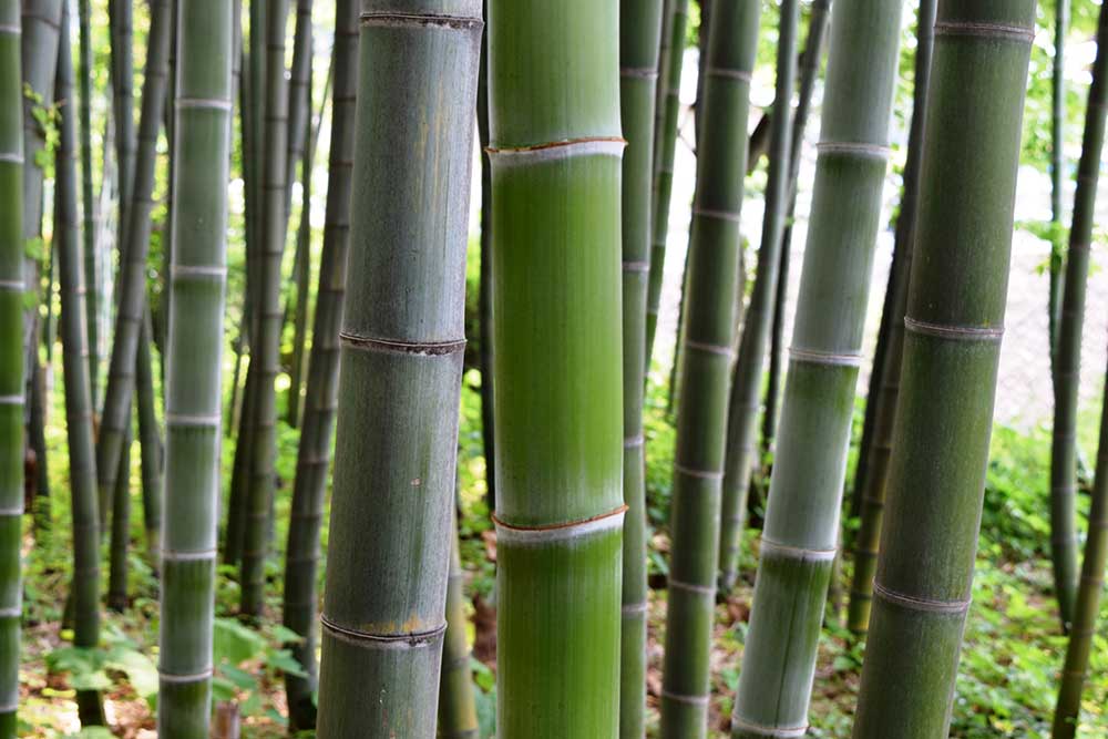 孟宗竹