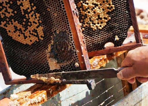 ネパールヒマラヤ山麓はちみつ 採蜜の様子