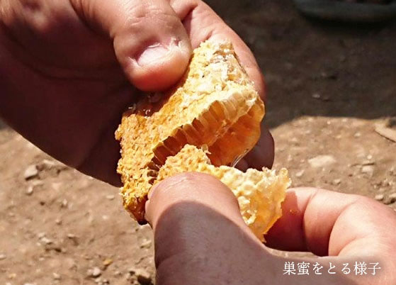 ネパールヒマラヤ山麓はちみつ 巣蜜
