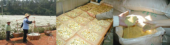 除虫菊