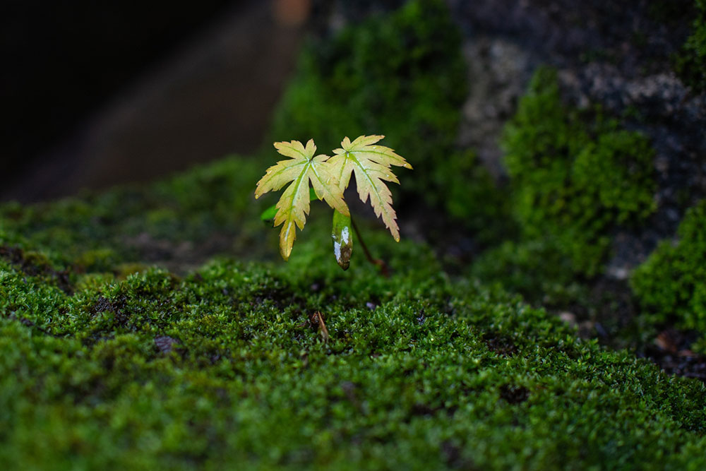 苔の中の楓